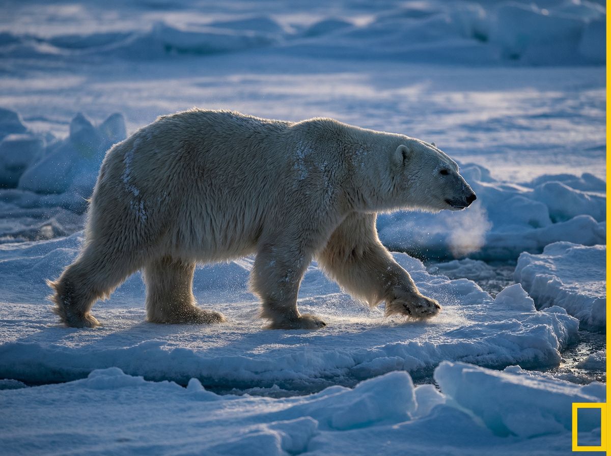 国产北极熊视频